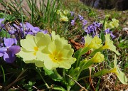 11 Sul sent. 505- Primula vulgaris-Primula comune
